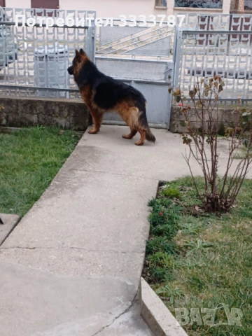 Мъжка немска овчарка за разплод 