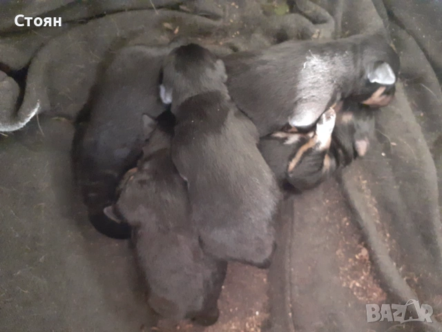 Ягдтериери, снимка 2 - Ягдтериер - 53523678