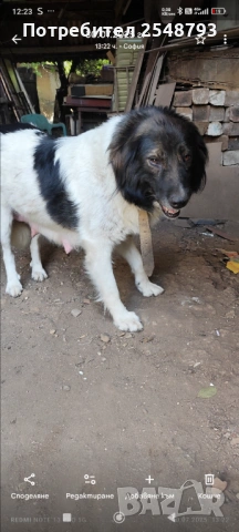 Каракачанки , снимка 17 - Каракачанска овчарка - 53824577
