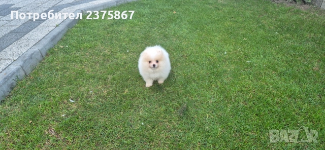 Мъжко померанче,померан, снимка 2 - Померан - 52774921