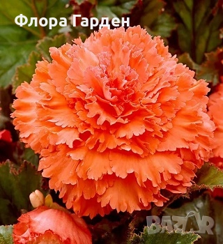 БЕГОНИЯ - Грудки/ ПРЕДВАРИТЕЛНИ ПОРЪЧКИ, снимка 13 - Сортови семена и луковици - 49235759