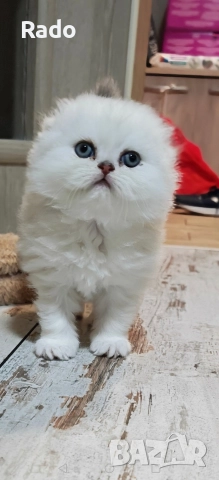 Клепоухи и правоухи сребърни чинчили , снимка 3 - Британска късокосместа - 52890489