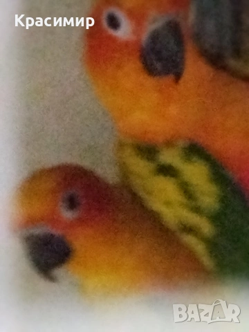 различни видове птици, снимка 8 - Папагали - 53807938