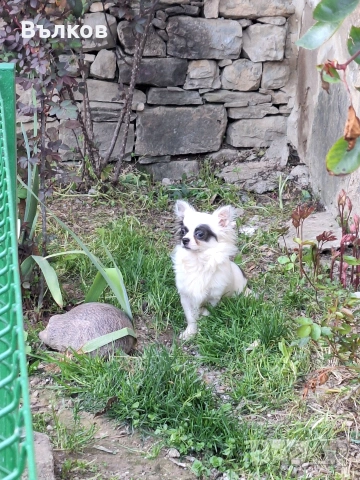 Чихуахуа Бяло със синьо, снимка 6 - Чихуахуа - 51843418