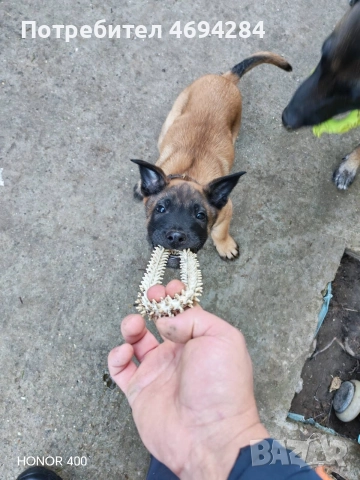 Белгийска овчарка Малинла , снимка 2 - Белгийска овчарка - 52919170