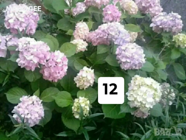 50 РЕЗНИКА В ЕДИН ПАКЕТ /видове по избор/ ЗА 20 ЛВ., снимка 13 - Градински цветя и растения - 51618754