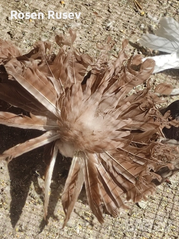 Свободни гълъби 100 бр.Пощи Ардезио гълъби на въртене , снимка 4 - Гълъби - 52429670