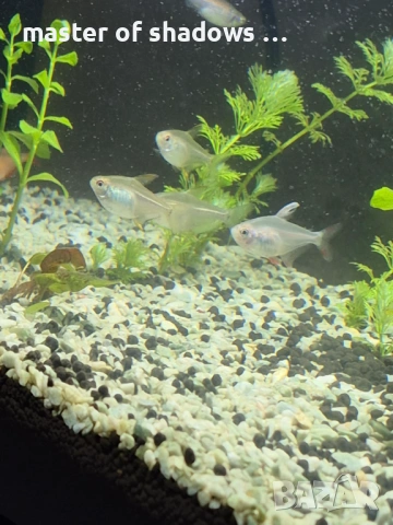 Продавам малки рибки на брой 1.28 евро  , снимка 3 - Рибки - 53345421