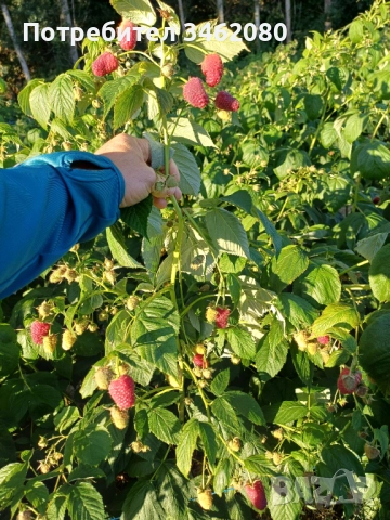 Разсад Малини, снимка 9 - Разсади - 52427655