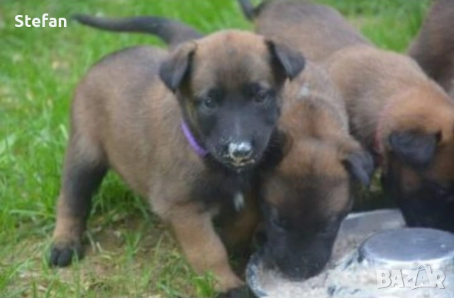 Белгийски овчарка-Малиноа, снимка 8 - Белгийска овчарка - 53422371