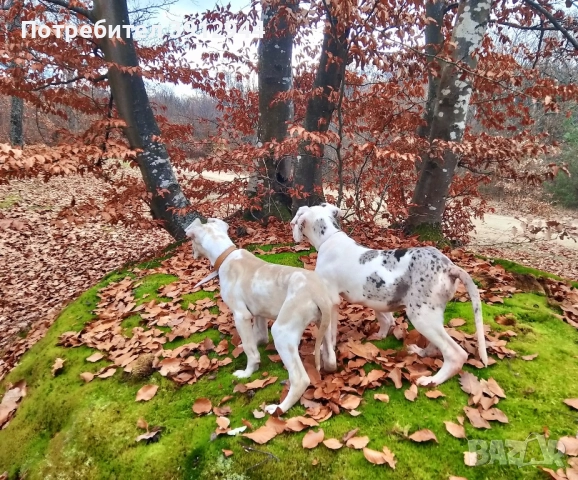 Кученце Немски дог , снимка 5 - Немски дог - 52495858