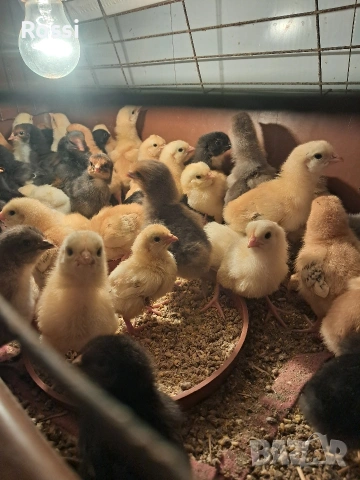 Селски, дворни пиленца