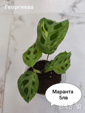 филодендрон, маранта, аглаонема