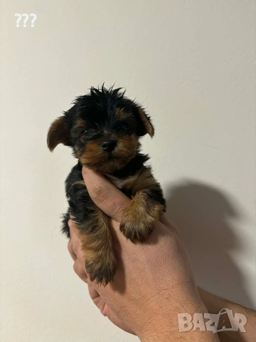 йоркширски териер , снимка 2 - Йоркширски териер - 53624800