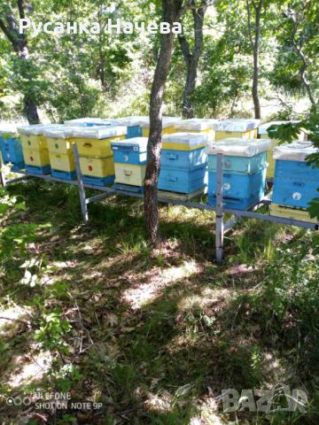 Продавам 30 кошера с пчели с 2 метални платформи., снимка 2 - Други животни - 45386934