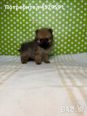 Померан померани померанчета Мини померан мини померани, снимка 8 - Померан - 53490878