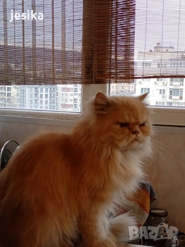 Мъжки персийци на година и половина с хигиенни навици не кастрирани,чиста порода .