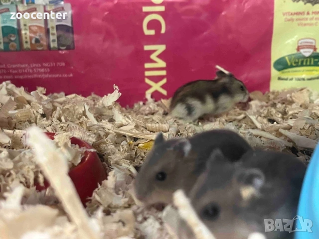 мини хамстер, снимка 5 - Хамстери - 35026602