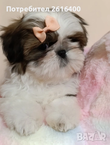 момче и момиче Ши Тцу, снимка 3 - Ши Тцу - 53187515