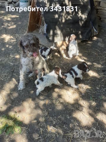 Кученца италиански лагото ромаьоло,две женски и две мъжки., снимка 14 - Други - 45278399