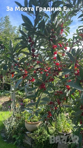 Поантилла , снимка 4 - Градински цветя и растения - 53620443