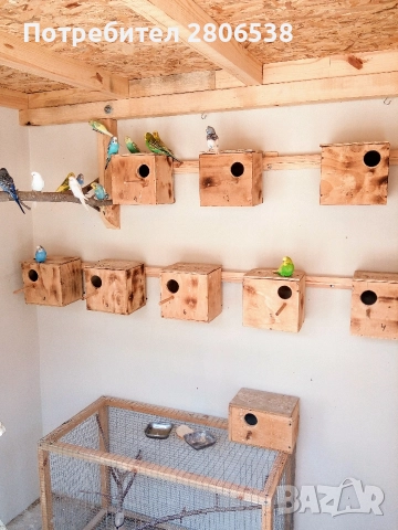 Папагали , снимка 2 - Папагали - 52761816