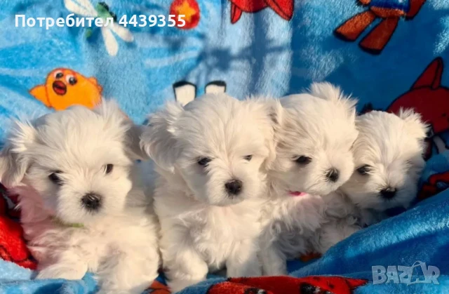 Малтийски болонки мини, снимка 1