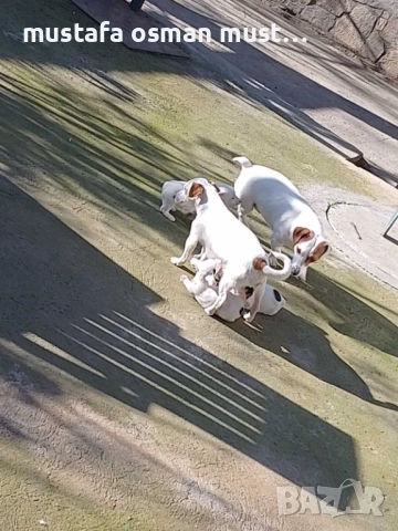 Джак Ръсел териер