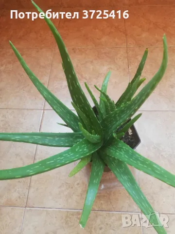 Стайни цветя, различни , снимка 5 - Стайни растения - 49680252