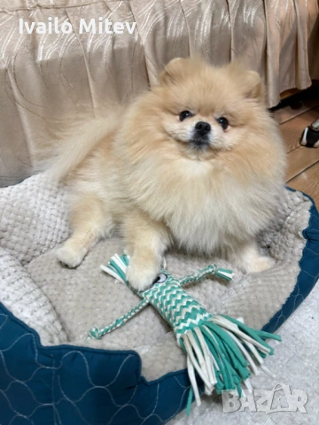 Мъжки померан на 2г за разплод, снимка 2 - Померан - 53816222