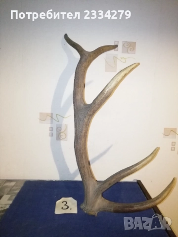 Рога, ловна сбирщина от 70-80те години, снимка 8 - Колекции - 52583206