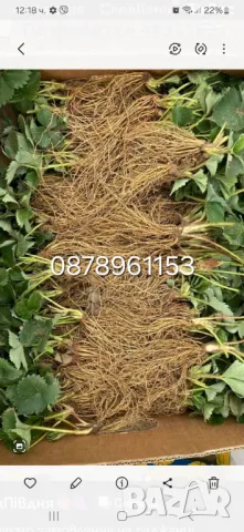 Разсад ягоди , снимка 6 - Разсади - 49982346