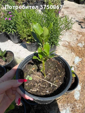 🌱☀️💞 Дафинов лист / Лаврово дърво  (Laurus nobilis) 🌿🌸❤️, снимка 4 - Градински цветя и растения - 51029074