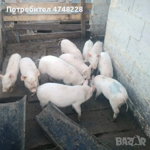 Продава се малки бели прасета , снимка 3 - Прасета - 53839175