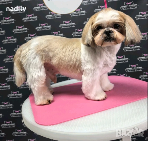 Ши тцу търси дама