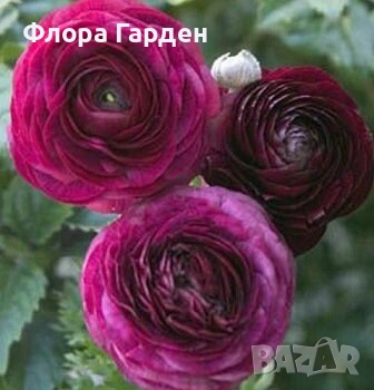 КАННА, ИРИС, АНЕМОНЕ, РАНУНКУЛУС - Грудки, снимка 13 - Сортови семена и луковици - 49236562