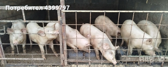 Прасета за угояване 