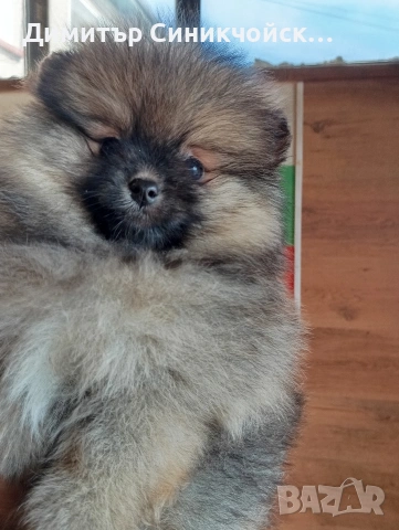 померан , снимка 2 - Померан - 53688988