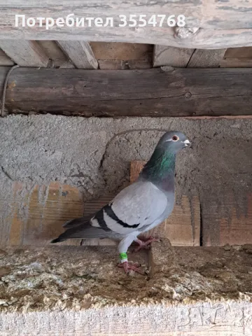 Спортни гълъби 