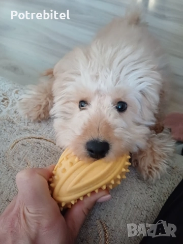 Мини пудел априкот , снимка 4 - Пудели - 53797935