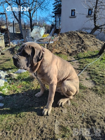 Продавам чистокръвни Кане Корсо , снимка 2 - Кане корсо - 54082936