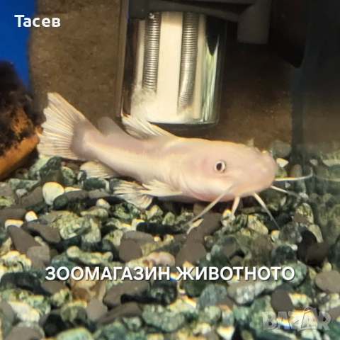 Бял червеноопашат сом 6см