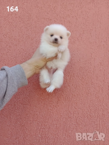 Бяло момченце. Померан. Реални снимки от 29.12.25 г., снимка 6 - Померан - 52932932