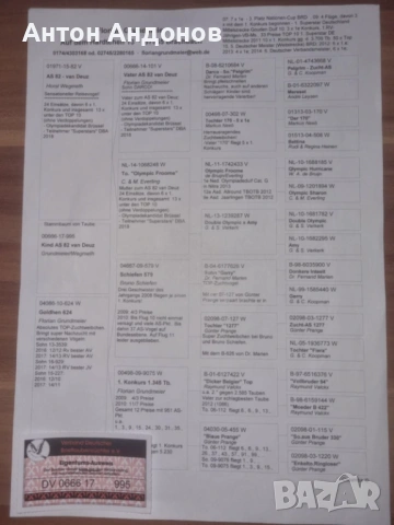 Спортни гълъби, снимка 6 - Гълъби - 53148839