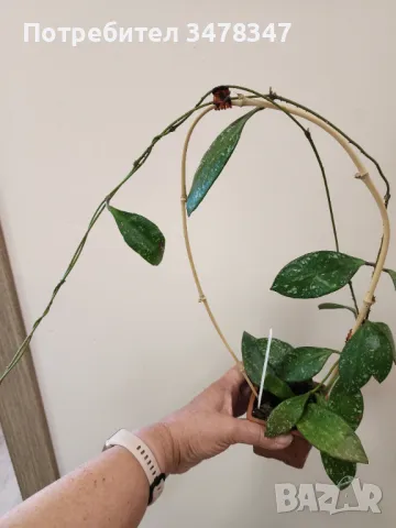Хоя Rundumensis splash, снимка 3 - Стайни растения - 50080592
