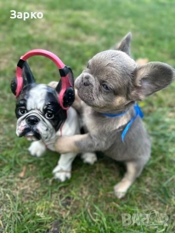 Френски булдог, снимка 8 - Френски булдог - 51950911