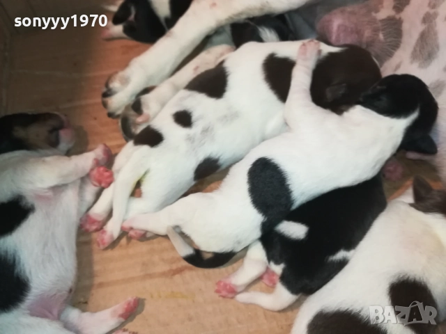 ДЖАК РЪСЕЛ БЕБЕТА-УНИКАЛНИ СЛАДУРИ 250ЛВ ЗА ЕДНО 0109250837 , снимка 9 - Джак ръсел териер - 51558664