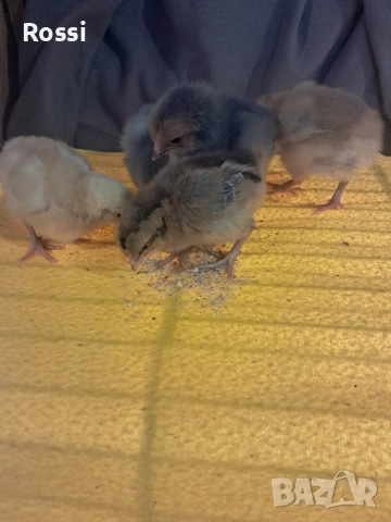 Дворни пиленца и от сини яйца, снимка 18 - Кокошки и пуйки - 53276186