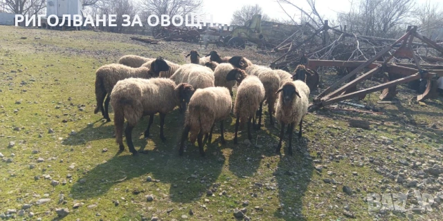 овце порода Плевенска черноглава