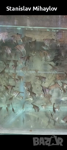 Скалария различни видове, снимка 4 - Рибки - 51626833